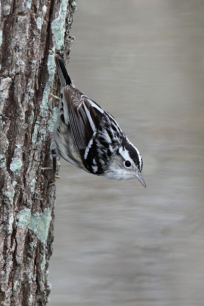 Black and White Warbler © Russ Chantler